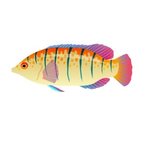 Orange Seed Lined Wrasse